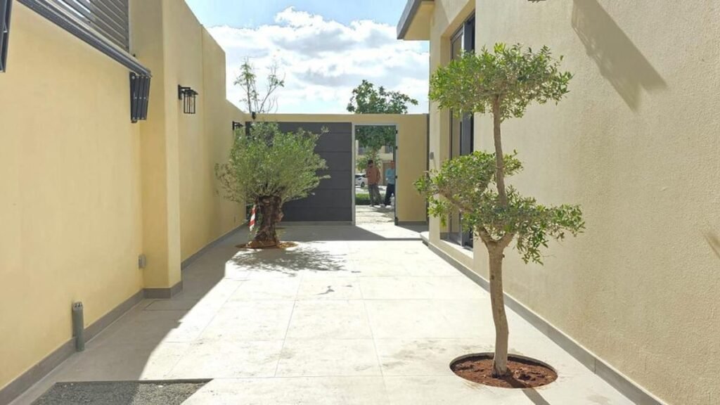 Newly paved side passage of a Dubai villa with mature olive trees planted after completed renovation work